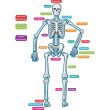 Teacher Created Resources Human Skeleton Accents